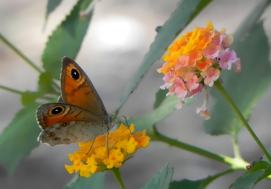 Osadnik megera (Lasiommata megera)