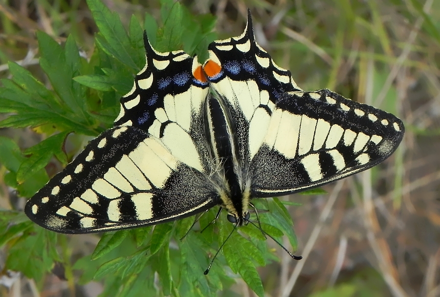 Paź królowej (Papilio machaon)