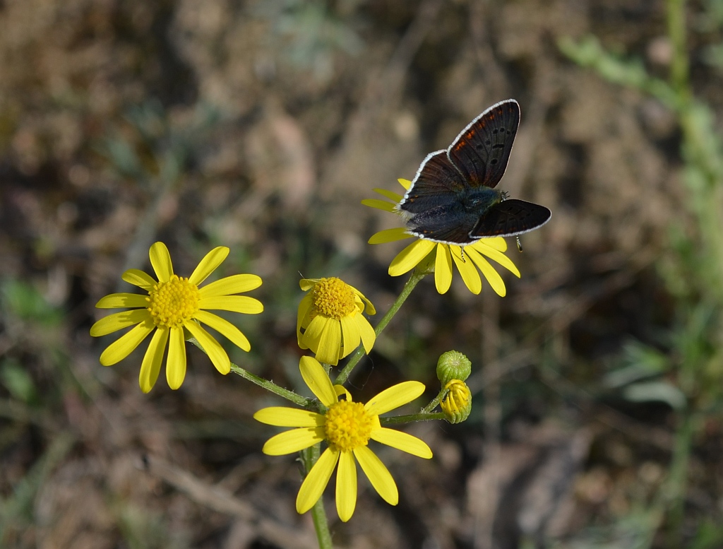 Czerwończyk uroczek (Lycaena tityrus, syn. Heodes tityrus)
