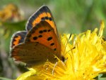 Czerwończyk żarek (Lycaena phlaeas)