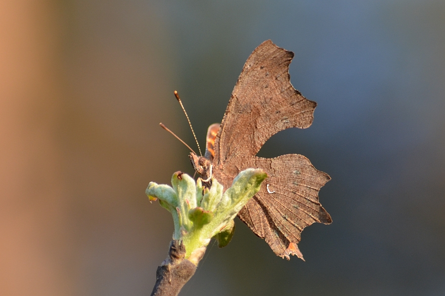 Rusałka ceik (Polygonia c-album)