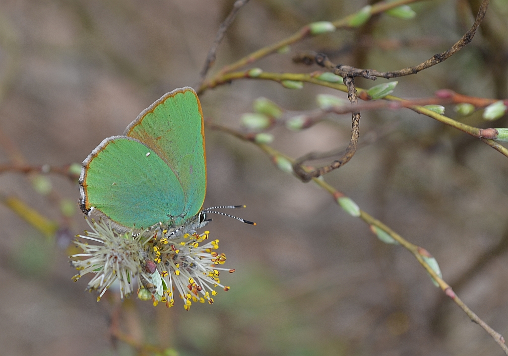 Zieleńczyk ostrężyniec (Callophrys rubi)