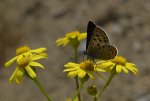 Czerwończyk uroczek (Lycaena tityrus, syn. Heodes tityrus)