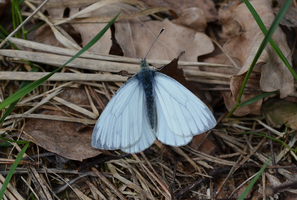 Bielinek bytomkowiec (Pieris napi)