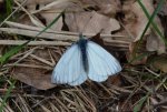 Bielinek bytomkowiec (Pieris napi)