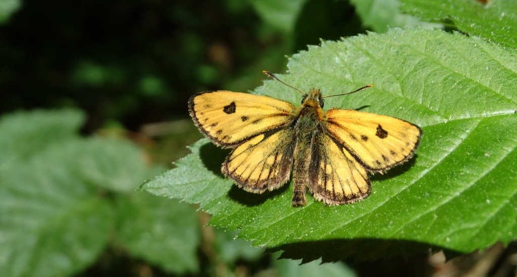 Kosternik leśniak (Carterocephalus silvicola)