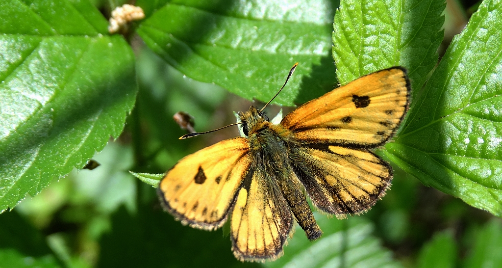 Kosternik leśniak (Carterocephalus silvicola)