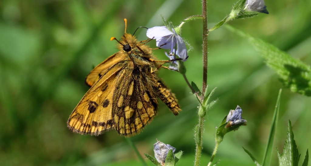 Kosternik leśniak (Carterocephalus silvicola)