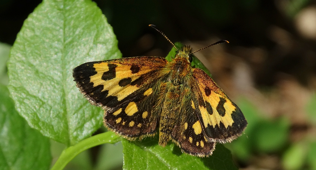 Kosternik leśniak (Carterocephalus silvicola)