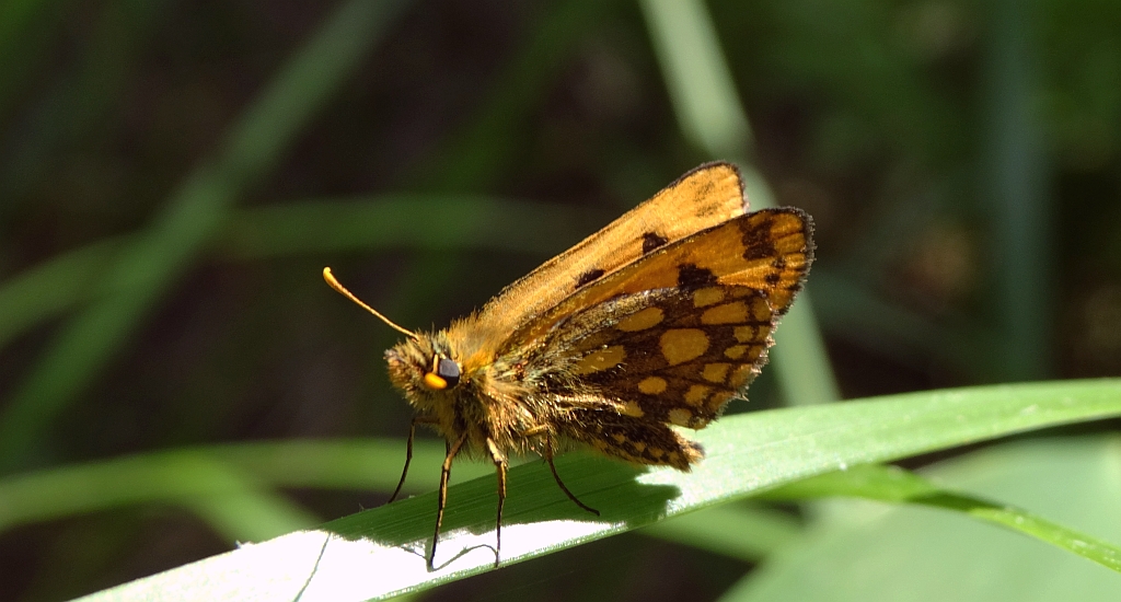 Kosternik leśniak (Carterocephalus silvicola)