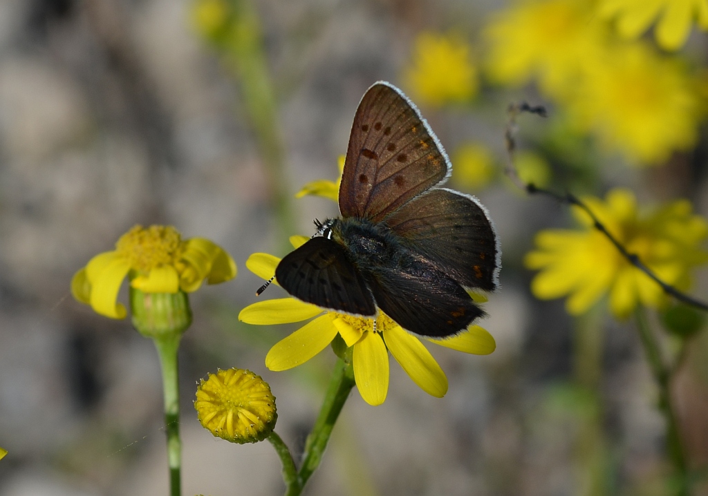 Czerwończyk uroczek (Lycaena tityrus, syn. Heodes tityrus)
