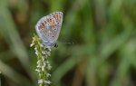 Modraszek ikar, mnogooczak ikar (Polyommatus icarus)