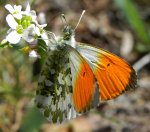 Zorzynek rzeżuchowiec (Anthocharis cardamines)