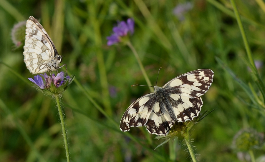 Polowiec szachownica (Melanargia galathea syn. Agapetes galathea)