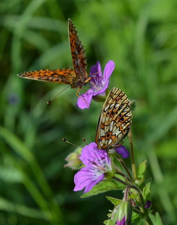 Dostojka selene (Boloria selene)