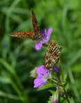 Dostojka selene (Boloria selene)