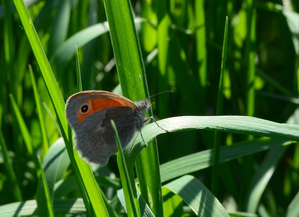Strzępotek ruczajnik (Coenonympha pamphilus)