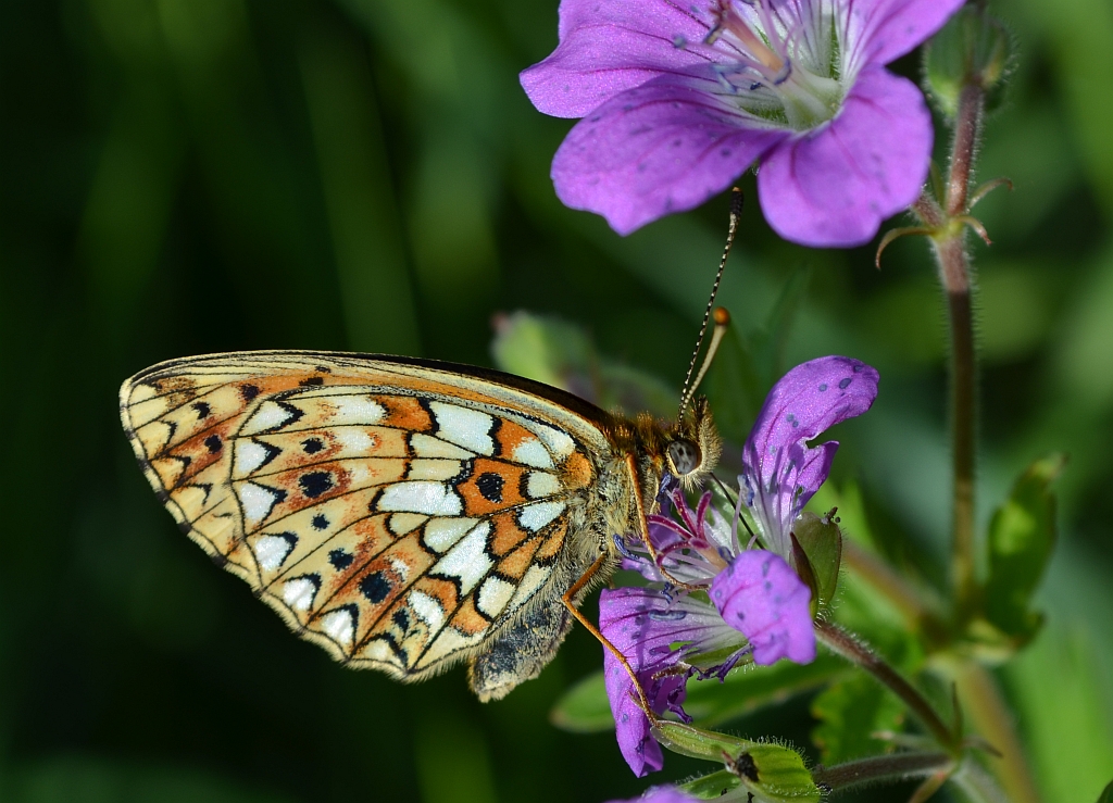 Dostojka selene (Boloria selene)