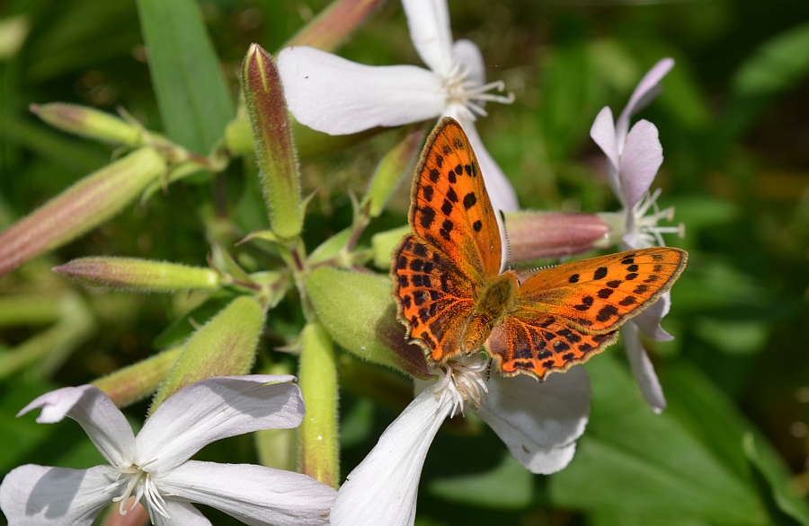 Czerwończyk dukacik (Lycaena virgaureae)