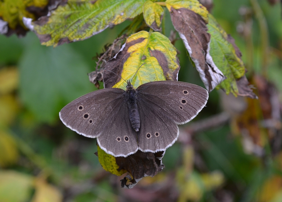 Przestrojnik trawnik (Aphantopus hyperantus)
