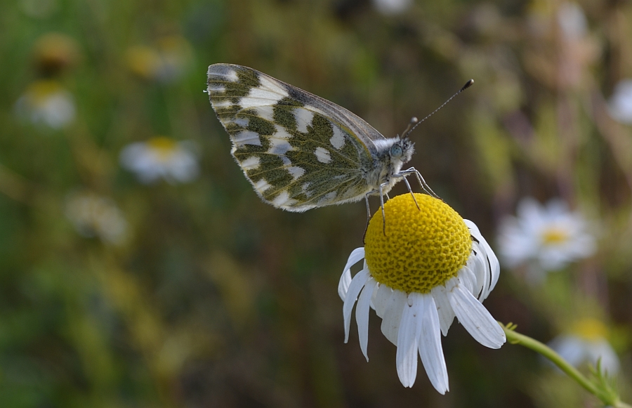 Bielinek rukiewnik (Pontia daplidice)