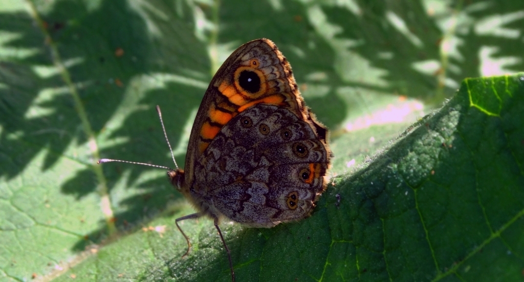 Osadnik megera (Lasiommata megera)