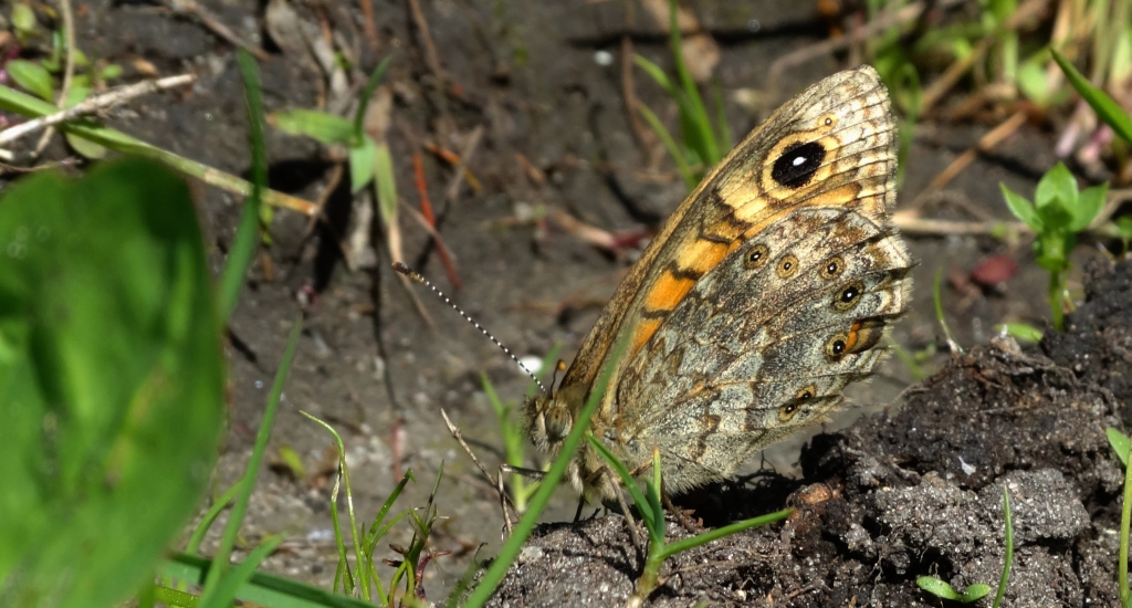 Osadnik megera (Lasiommata megera)