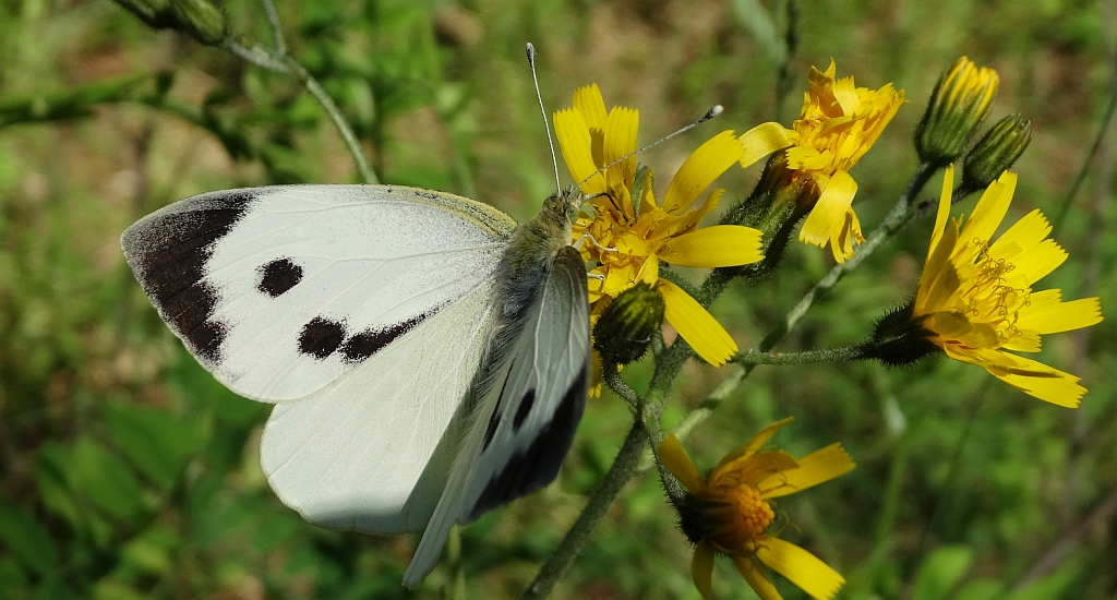 Bielinek kapustnik (Pieris brassicae)