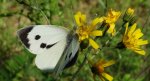 Bielinek kapustnik (Pieris brassicae)