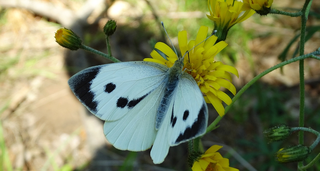 Bielinek kapustnik (Pieris brassicae)
