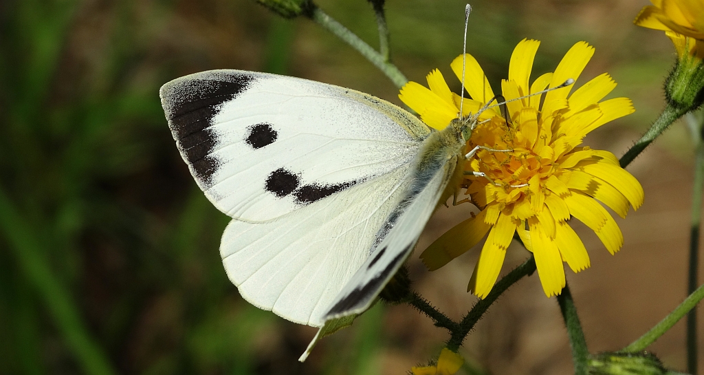Bielinek kapustnik (Pieris brassicae)
