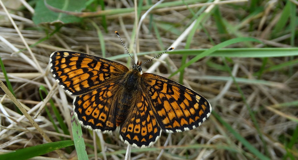 Przeplatka cinksia (Melitaea cinxia)
