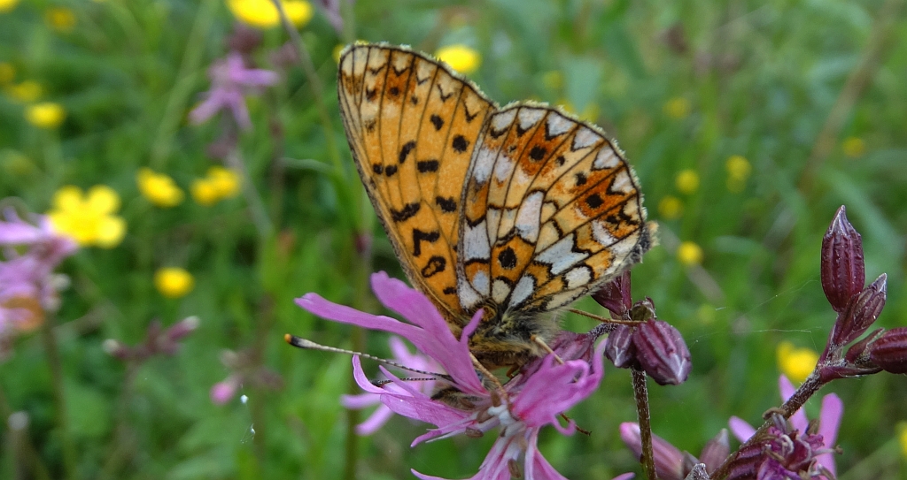Dostojka selene (Boloria selene)