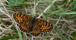 Przeplatka cinksia (Melitaea cinxia)