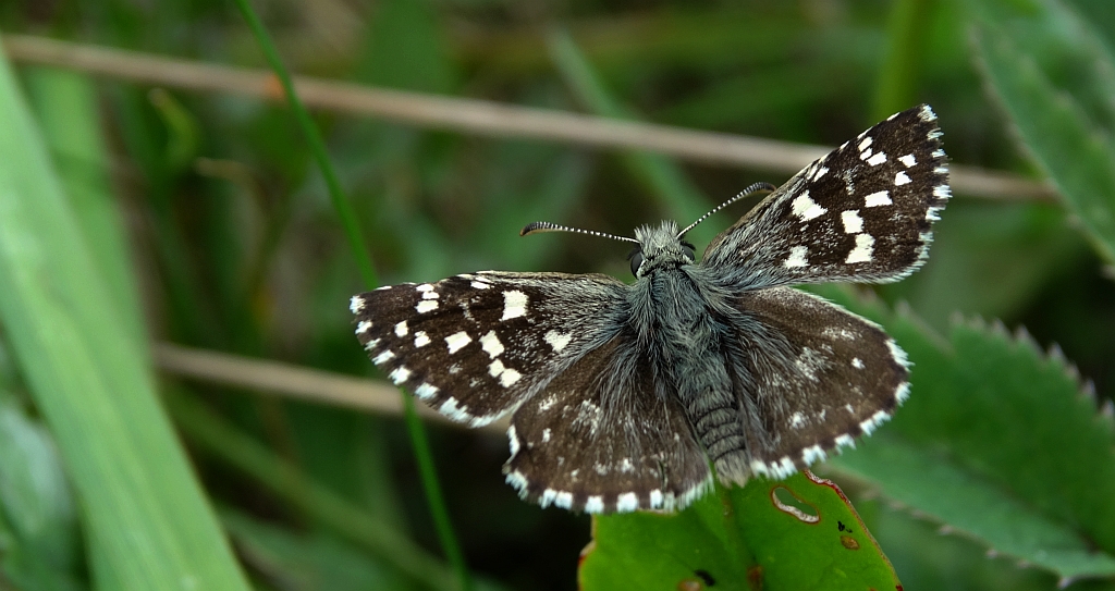 Powszelatek malwowiec (Pyrgus malvae)