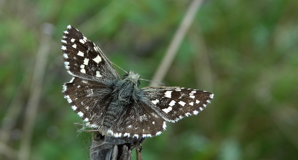 Powszelatek malwowiec (Pyrgus malvae)
