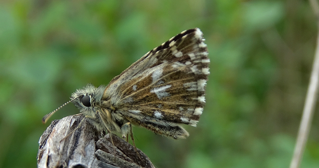 Powszelatek malwowiec (Pyrgus malvae)
