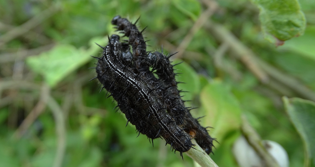 Rusałka pokrzywnik (Aglais urticae)