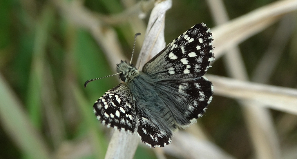 Powszelatek malwowiec (Pyrgus malvae)