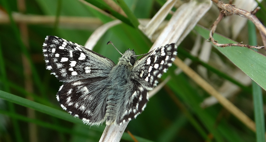 Powszelatek malwowiec (Pyrgus malvae)