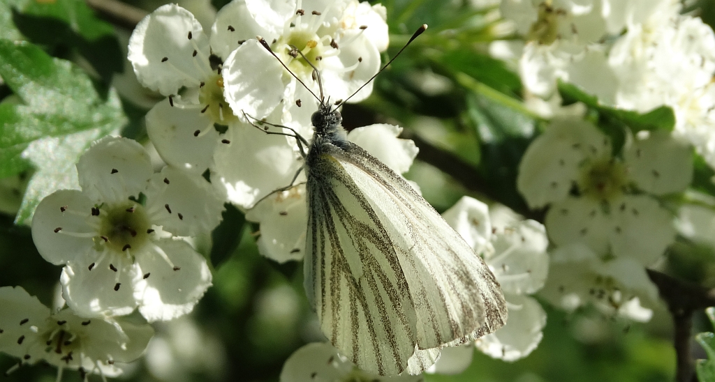 Bielinek bytomkowiec (Pieris napi)