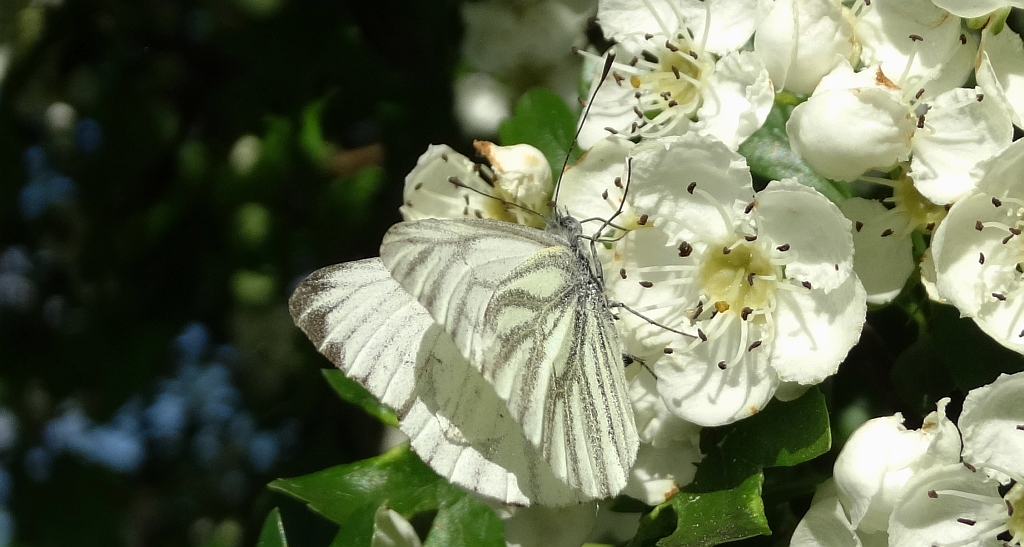 Bielinek bytomkowiec (Pieris napi)