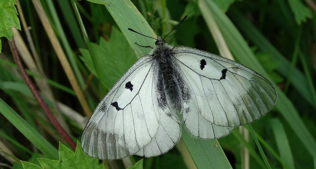 Niepylak mnemozyna (Parnassius mnemosyne)