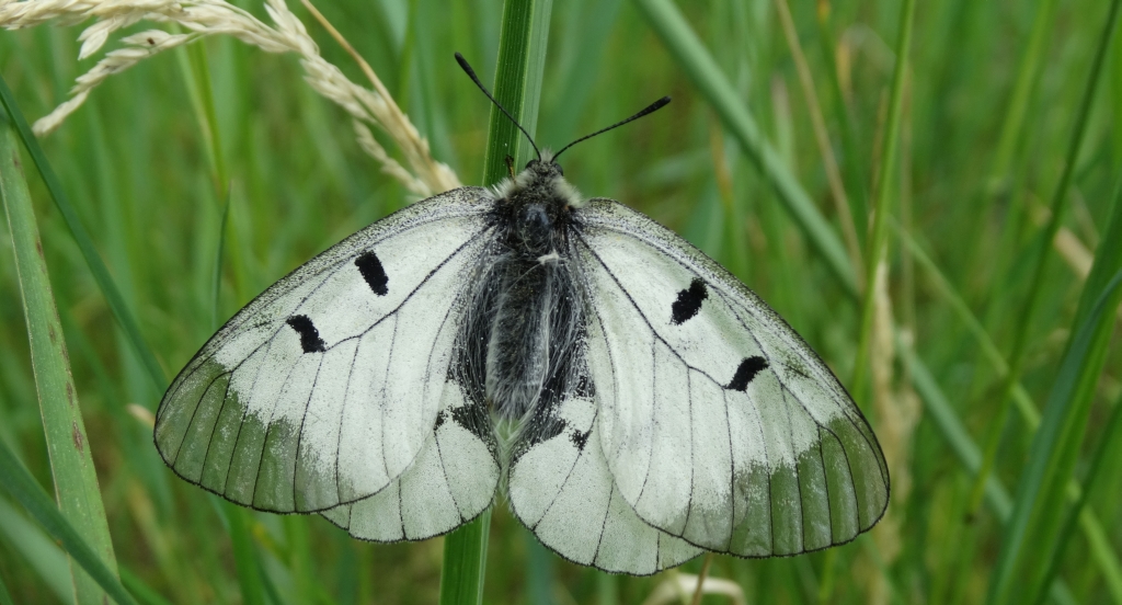 Niepylak mnemozyna (Parnassius mnemosyne)