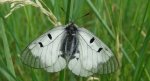 Niepylak mnemozyna (Parnassius mnemosyne)