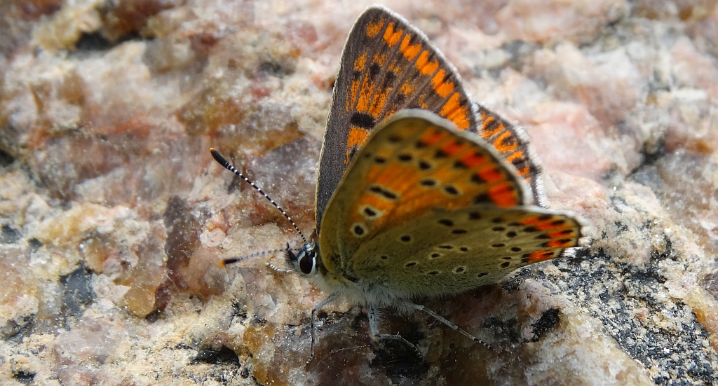 Czerwończyk fioletek (Lycaena helle)
