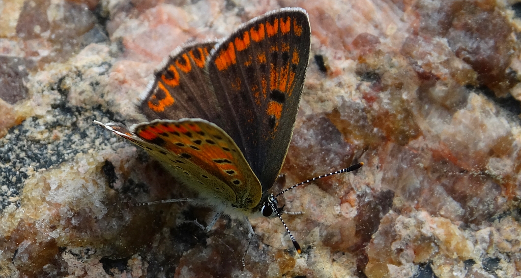Czerwończyk fioletek (Lycaena helle)