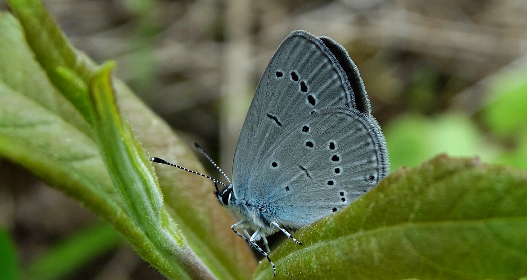 Modraszek malczyk (Cupido minimus)