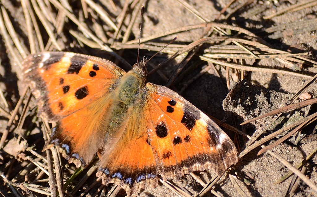 Rusałka wierzbowiec (Nymphalis polychloros)