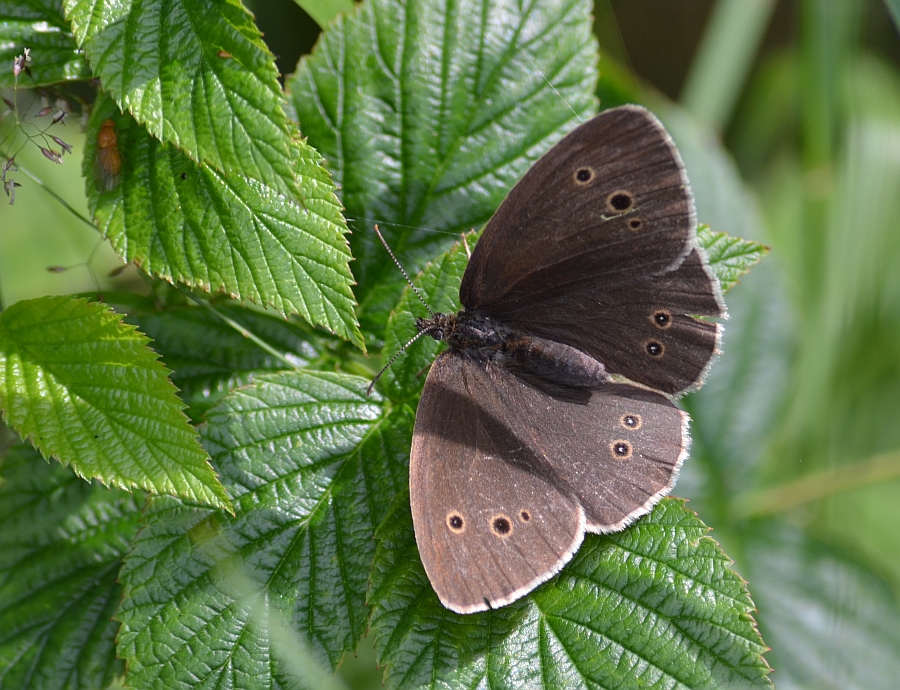 Przestrojnik trawnik (Aphantopus hyperantus)